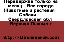 Передержка только на месяц - Все города Животные и растения » Собаки   . Свердловская обл.,Верхняя Пышма г.